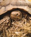 Turtle on Brown Grass
