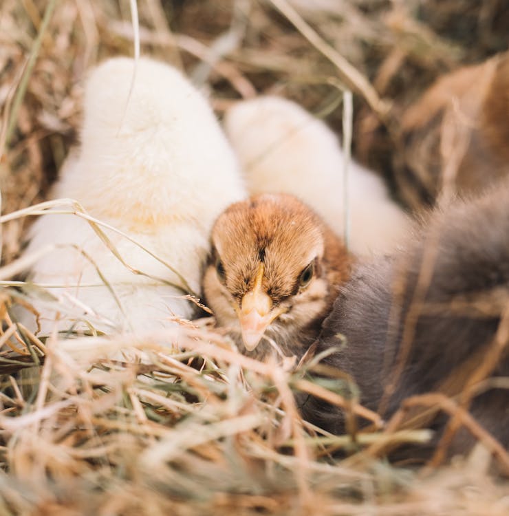 Chicks Lying on Hay Nest