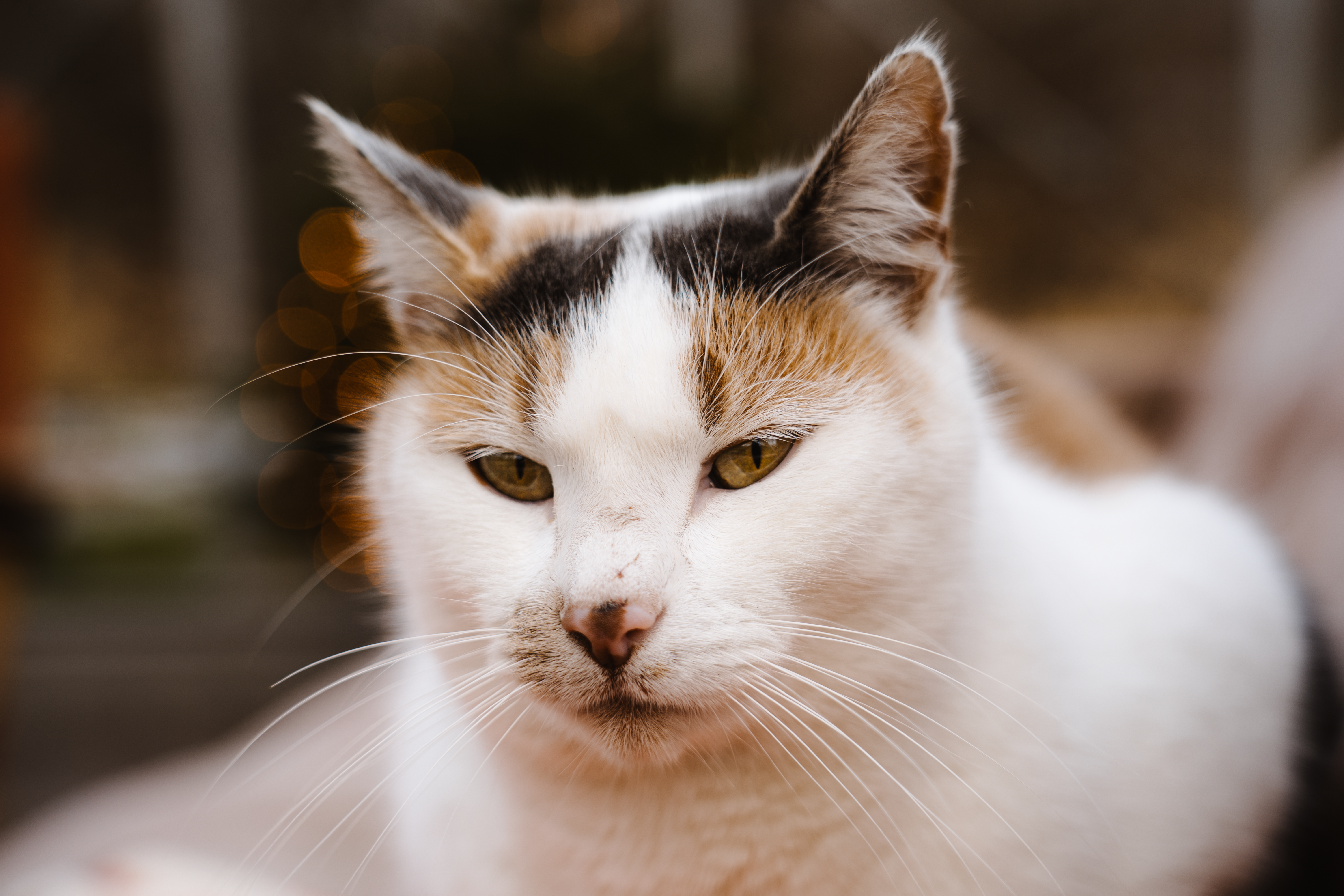 Veterinary care for a cat