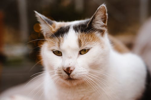 Free White and Brown Cat in Close Up Photography Stock Photo