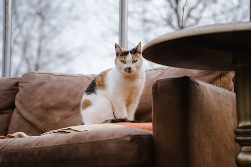 Cat Sitting on Brown Sofa