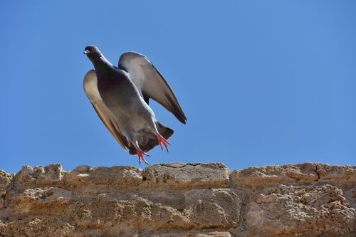 Free A graceful pigeon in flight over a rustic stone wall with a vibrant clear blue sky as the backdrop. Stock Photo