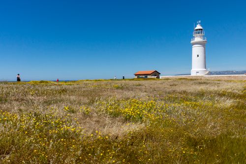 Free Lush meadow with vibrant flowers leads to a striking lighthouse under a clear blue sky, perfect for nature enthusiasts. Stock Photo