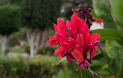 Gratis stockfoto met bladeren, botanische tuin, mooie bloem