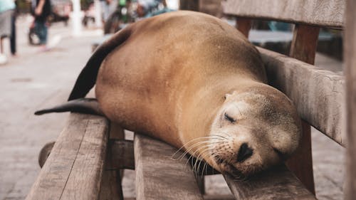 Ücretsiz Ahşap bank, dayanma, Deniz aslanı içeren Ücretsiz stok fotoğraf Stok Fotoğraflar