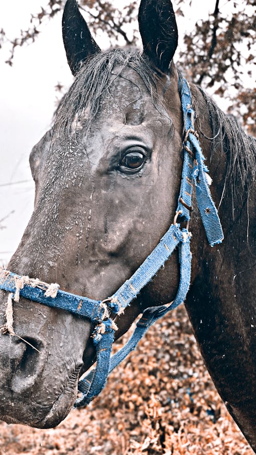 Foto profissional grátis de cabeçada, cavalo, coleira