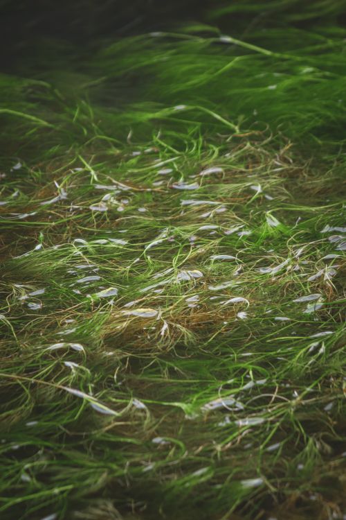Free Close-up shot of Ruppia maritima, a marine plant, swaying in clear water, showcasing its vibrant green color. Stock Photo