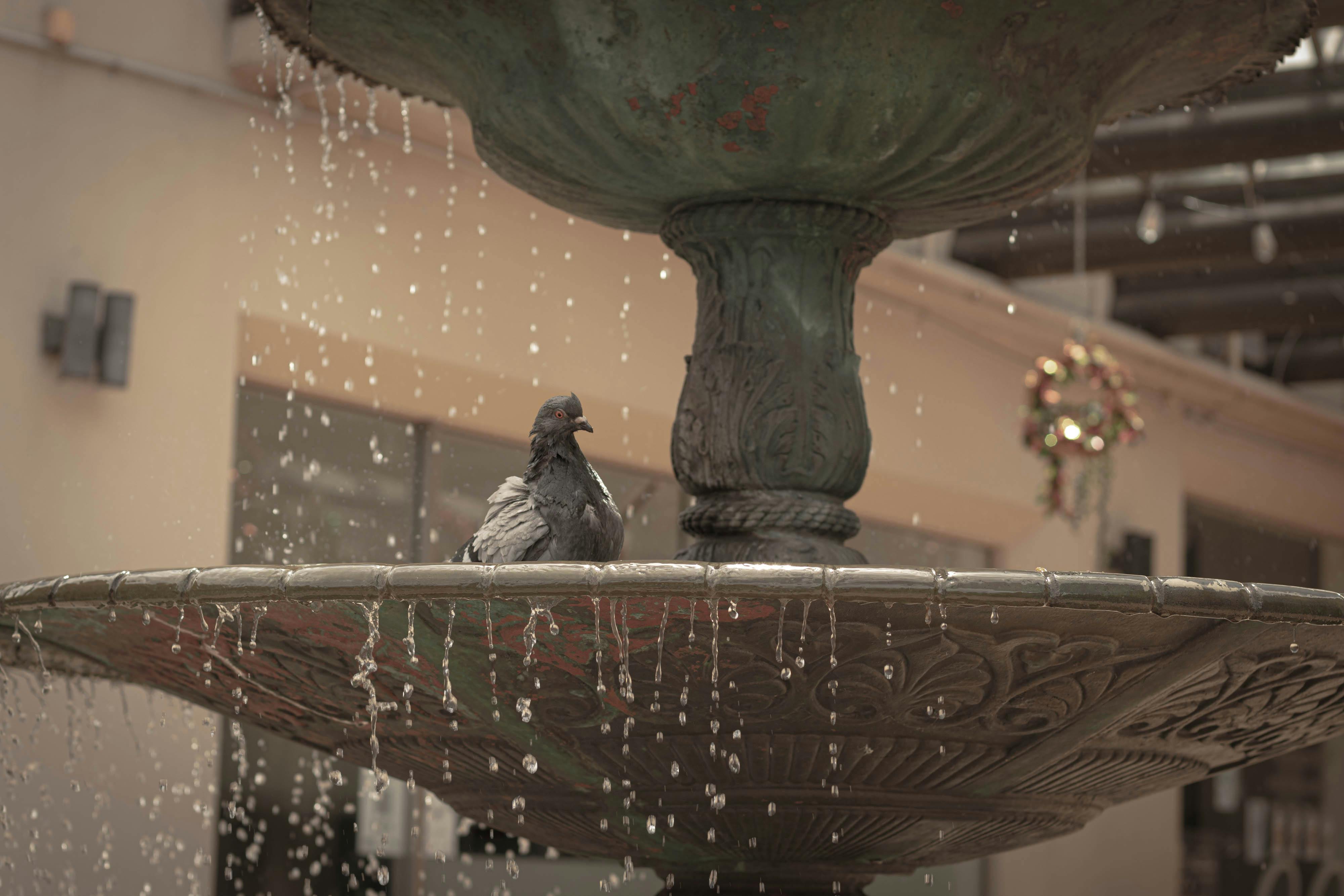 The Meaning Behind Bird Droppings Superstition, Interpretations, and Protection https