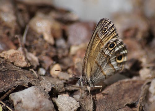 Brown and Black Butterfly on Brown Surface