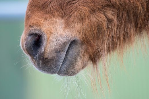 Detailed close-up of an Icelandic horse's nose showcasing its texture.