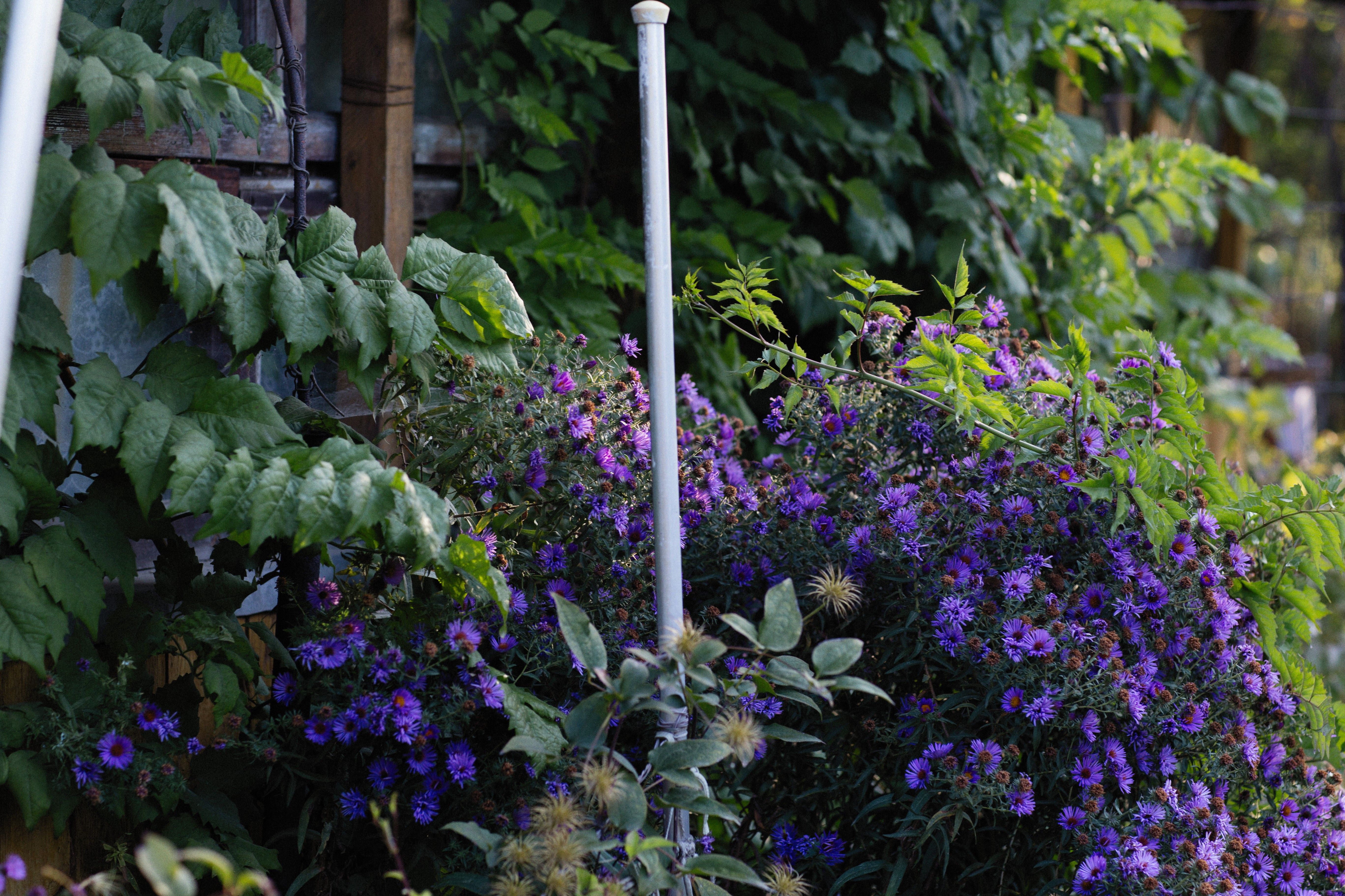 5 Easy September Gardening Jobs for a Healthier Garden and More Flowers Next Spring — Photo by Alexey Demidov on Pexels