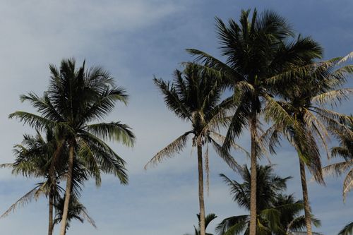 Free Tall palm trees with lush leaves against a blue sky with clouds, evoking a tropical feel. Stock Photo