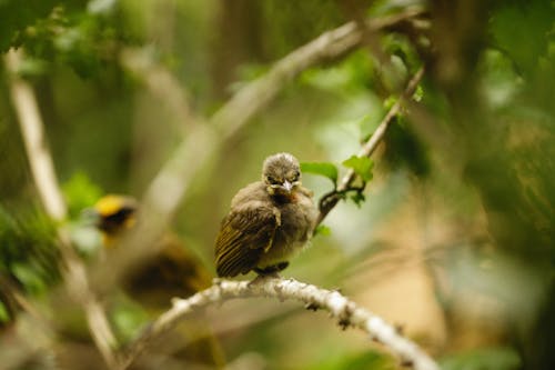 Brown Bird Perched on Tree Branch