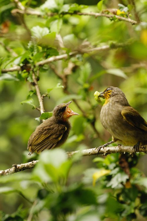 Free Close-up of birds on tree branches in a lush green environment, capturing a feeding moment. Stock Photo