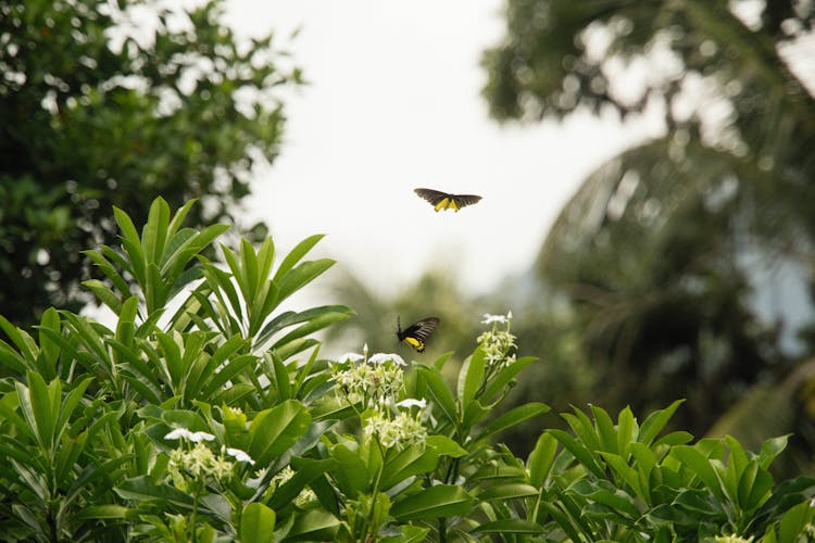 Butterflies Flying Over The Flowers With Green Leaves 