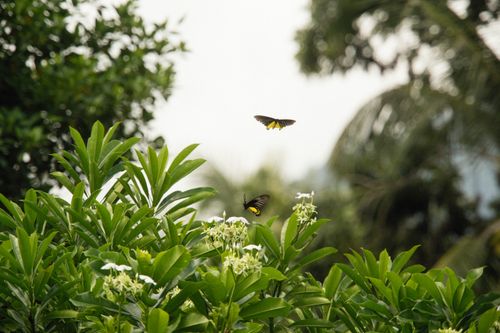 Free Two butterflies flutter above vibrant green foliage with white flowers, set against a lush backdrop. Stock Photo