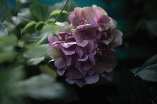 Základová fotografie zdarma na téma botanický, čerstvý, hortenzie