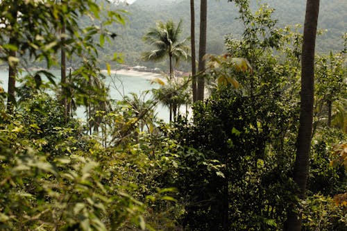 Безкоштовне стокове фото на тему «водойма, дерева, джунглі»
