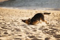 German Shepherd Dog Playing on White Sand