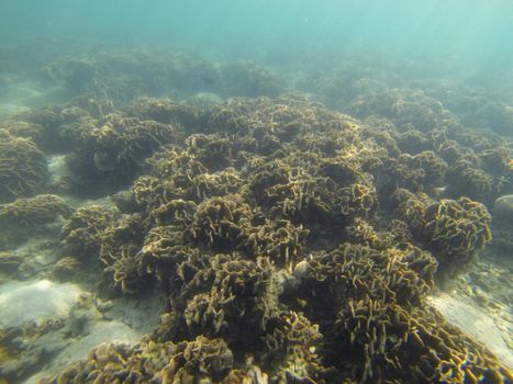 Discover the vibrant underwater coral landscape showcasing diverse marine life and natural beauty.