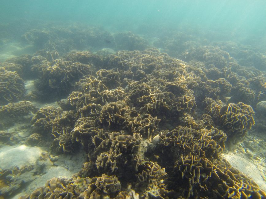 Eksplorasi Terumbu Karang Alami di Dasar Laut Pulau Iyukecil