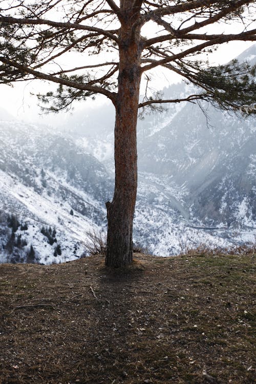 Foto profissional grátis de árvore, congelado, filiais