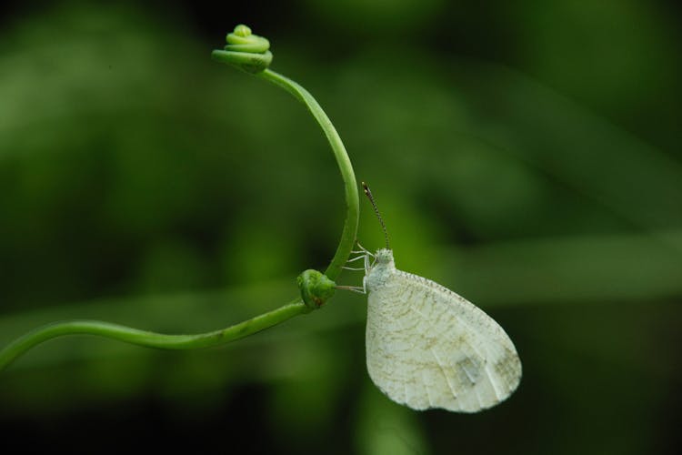 White Leptosia Nina Butterfly Perching On Green Stem
