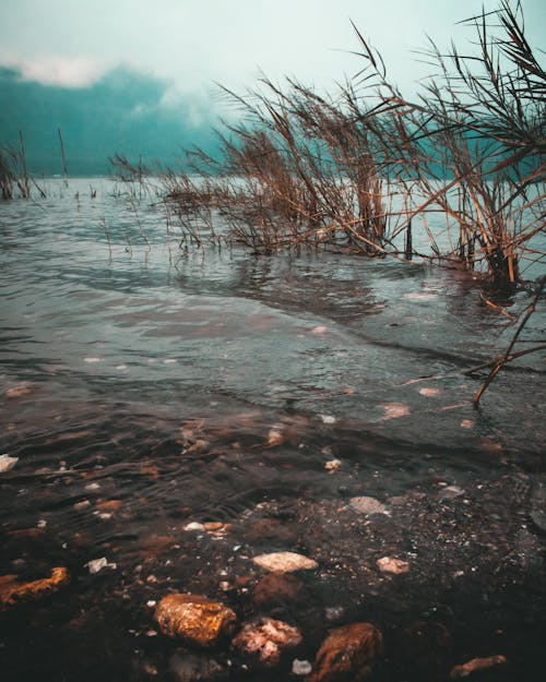 Foto Di Lasso Di Tempo Di Erba Marrone Sul Corpo D'acqua