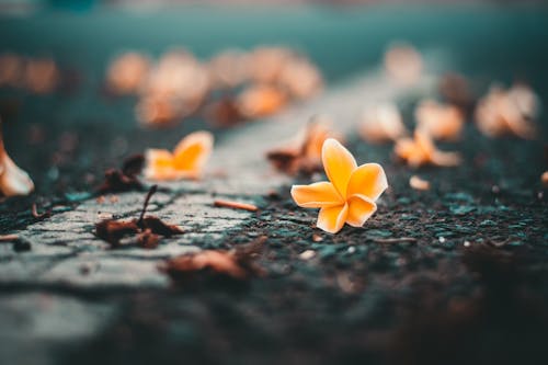 무료 노란 꽃잎 꽃의 근접 사진 스톡 사진
