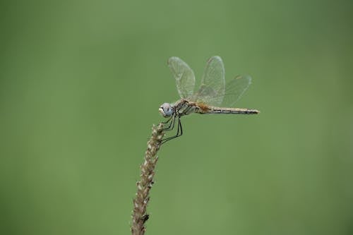 Free Brown Dragonfly Perched on a Stem Stock Photo