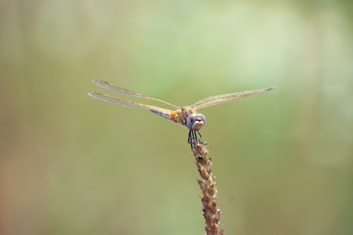 Foto d'estoc gratuïta de ales, blur de fons, insecte