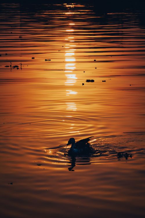 Free Silhouette of a duck swimming on a tranquil lake during a vibrant sunset. Stock Photo