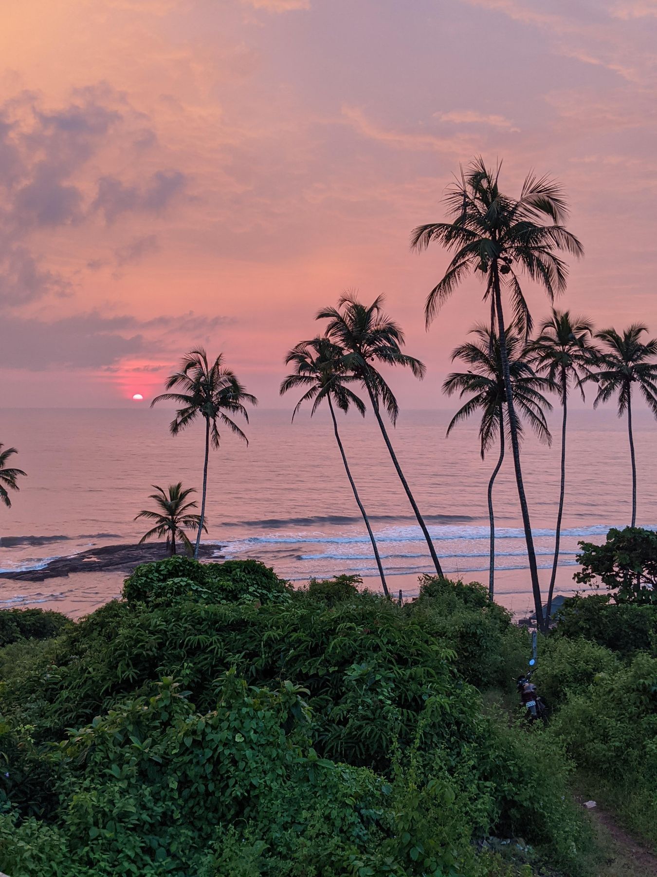 Goa beach at sunset with coconut palms