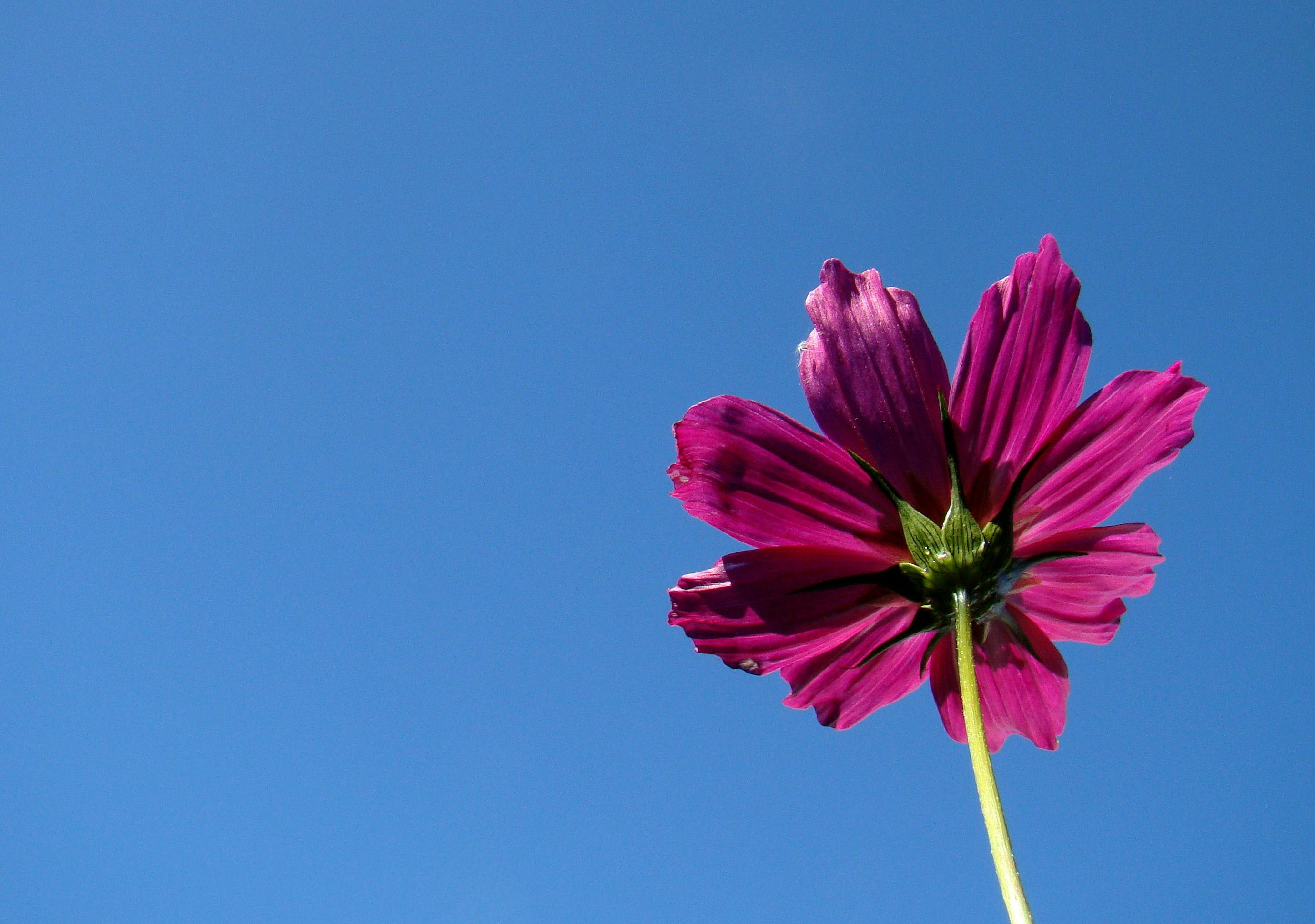 빨간 김치가 담긴 그릇
