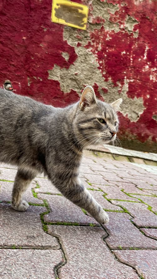 Free stock photo of animal, bakış, cadde Stock Photo