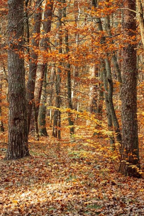 Free Captivating autumn forest in Lębork, showcasing golden leaves and tranquil natural beauty. Stock Photo