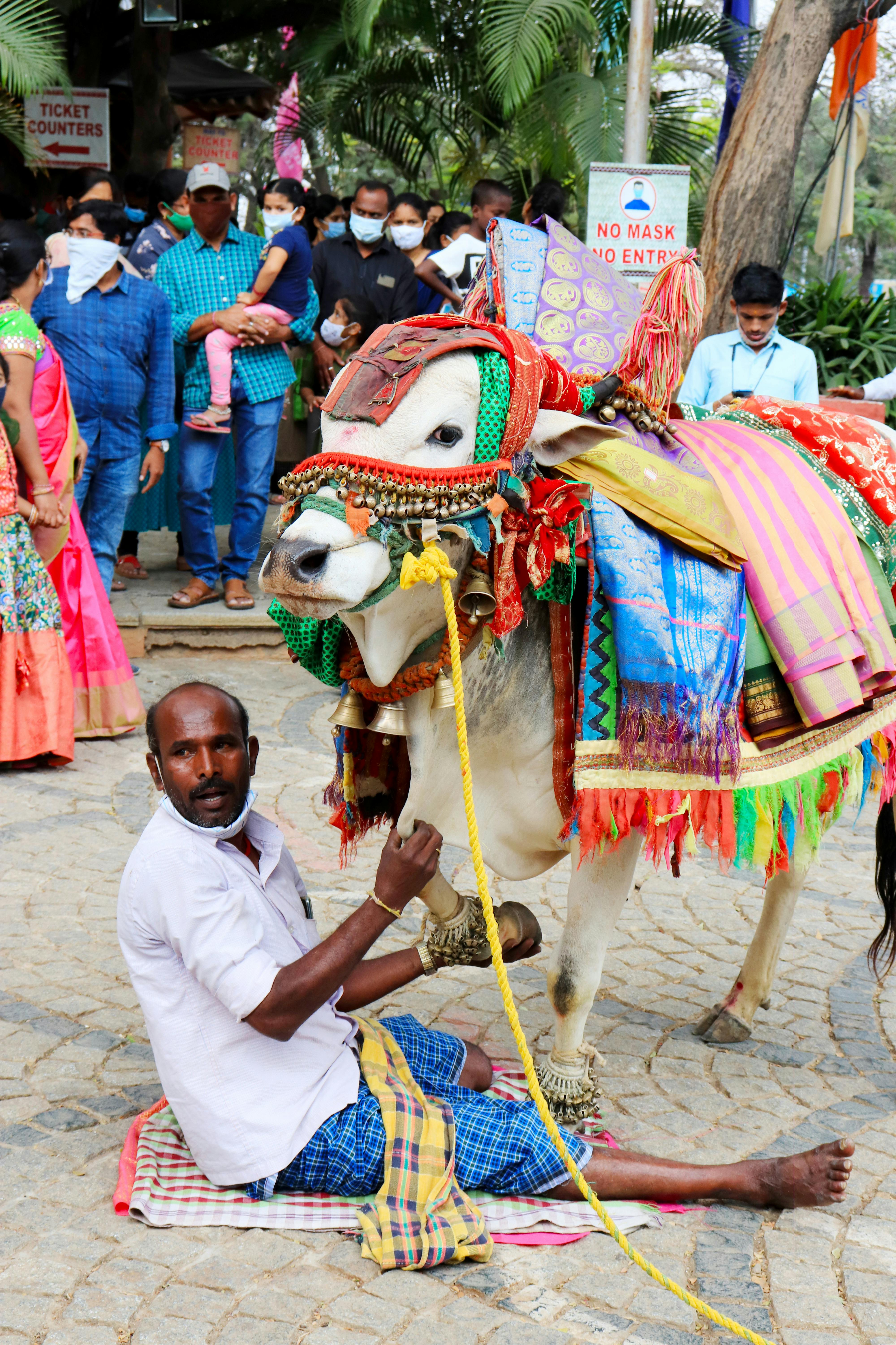 A man and a decorated cow participate in a vibrant cultural festival outdoors.