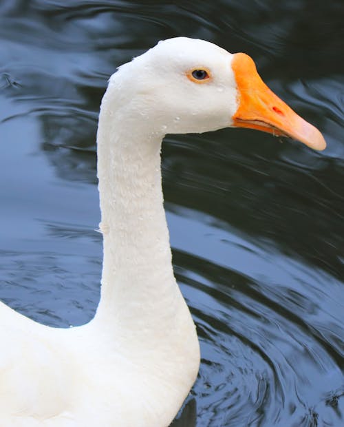 White Goose Swimming on Lake Water