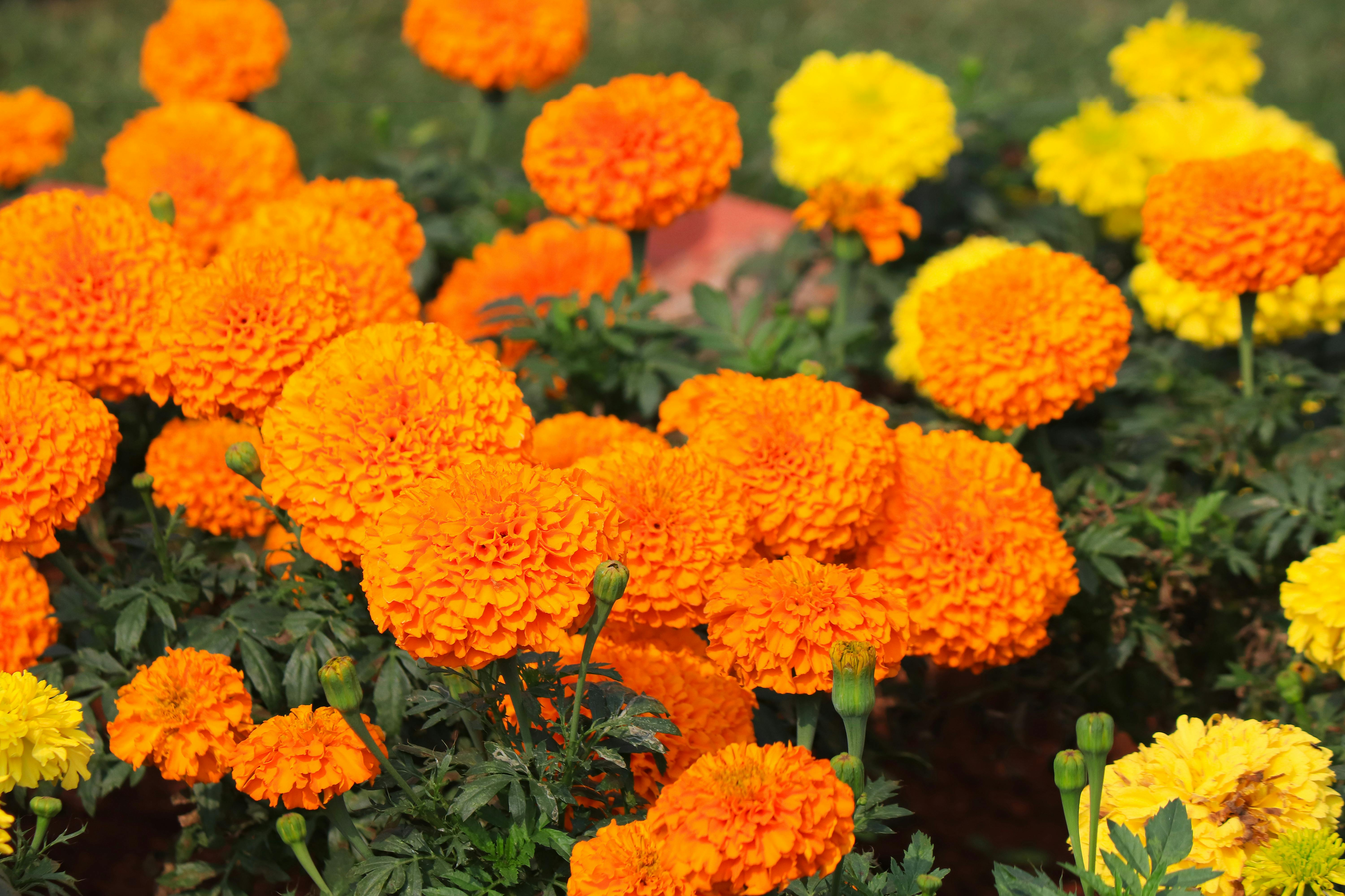 Free Bright marigolds in full bloom showcasing vivid orange and yellow hues in a lush garden setting. Stock Photo