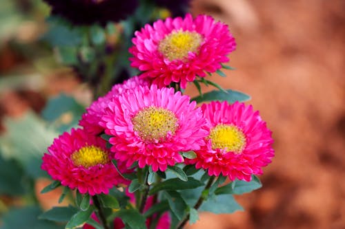 Free Beautiful Pink Flowers in Bloom Stock Photo