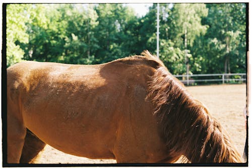 Free Brown Horse Standing in a Farm Stock Photo