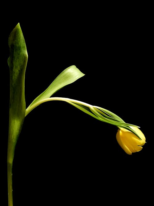 Free Yellow Tulip in Bloom on Black Background Stock Photo