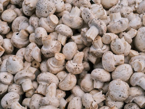 Free White Mushrooms on Black Background Stock Photo