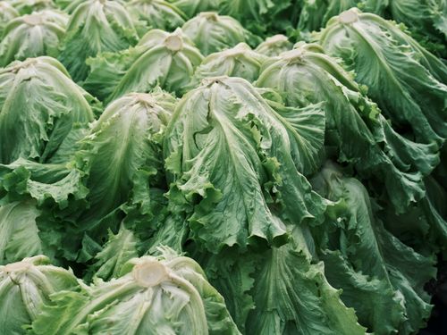 Free Close-up of fresh green leafy lettuce bunches, capturing texture and natural beauty. Stock Photo