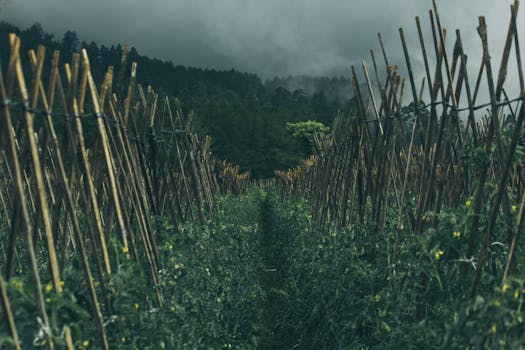 印度尼西亚的一片郁郁葱葱的农田里，木桩林立，背景是薄雾笼罩的山脉