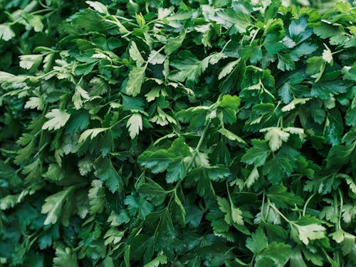 A Bunch of Fresh Green Parsley