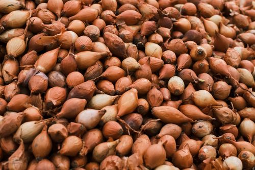 Free A close-up view of a large pile of fresh organic onions, perfect for market vendors. Stock Photo