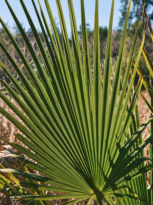 Mexican Fan Palm in Close-Up Photography