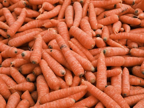 Close-Up Shot of Fresh Carrots