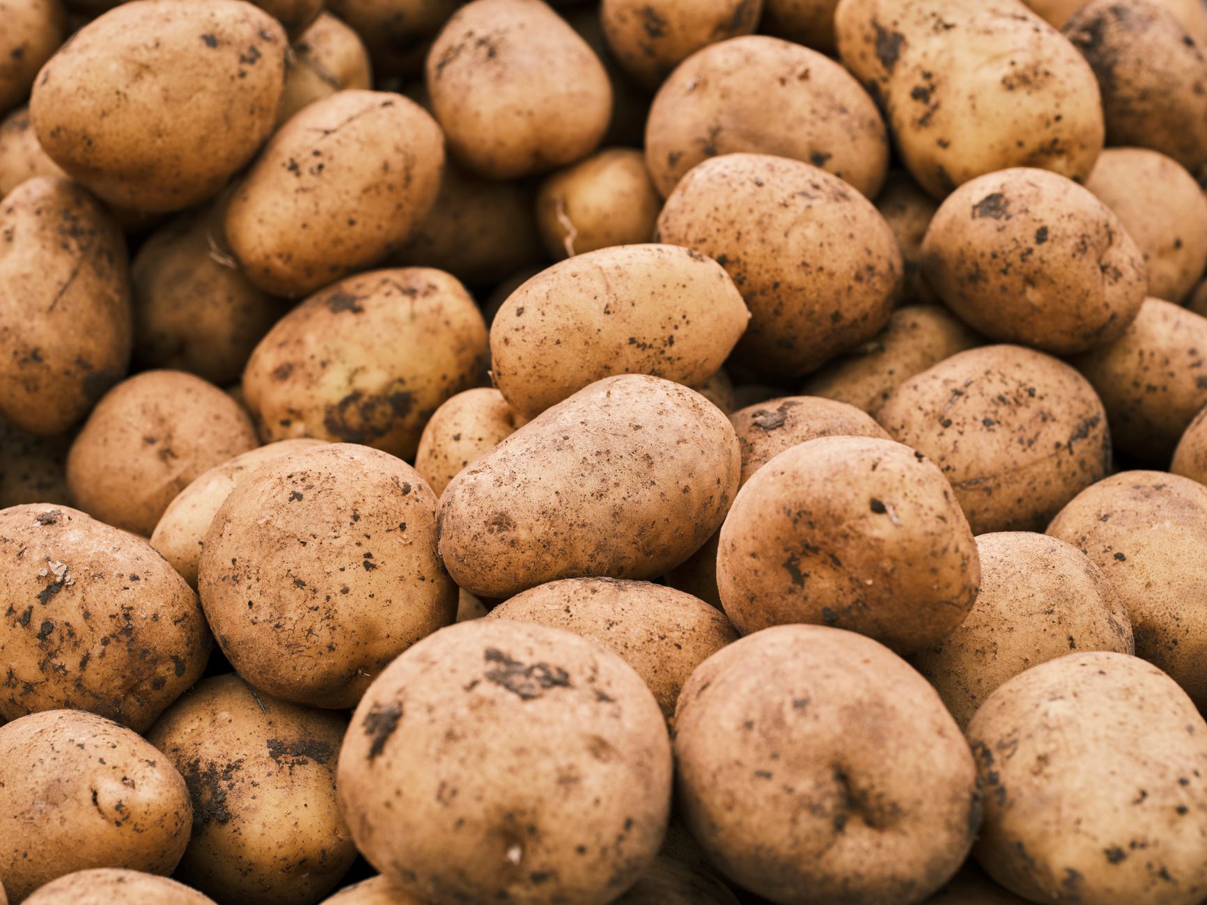 wireworm bait trap potato